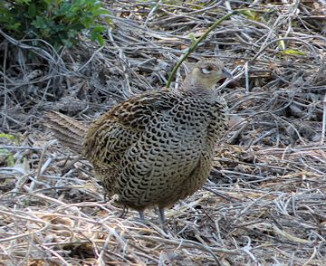 浅羽ビオトープの雉 メス